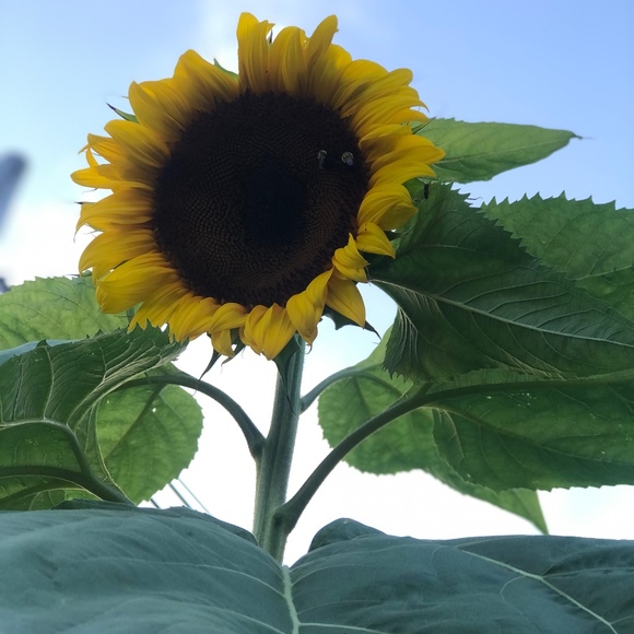 Meet your Posher, Nicole - Picture 1 of 1